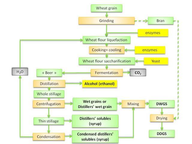 Wheat distillers processing