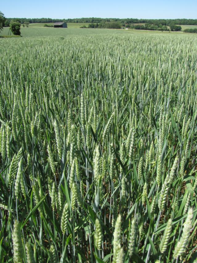 Wheat field, France