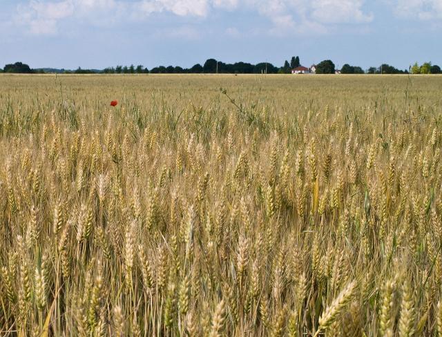 Wheat field, Seine-et-Marne, France