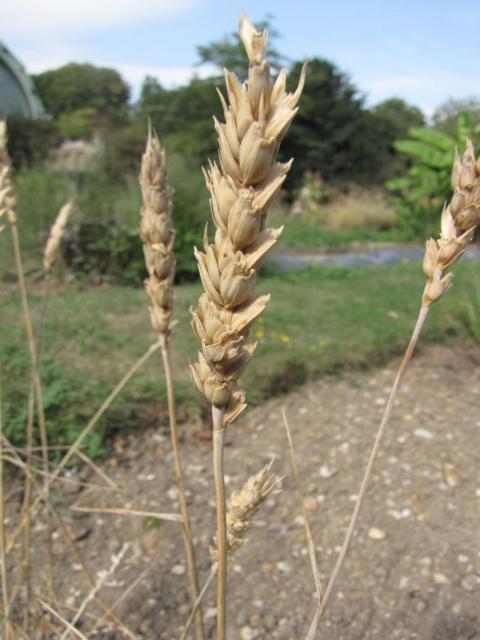 Wheat spike