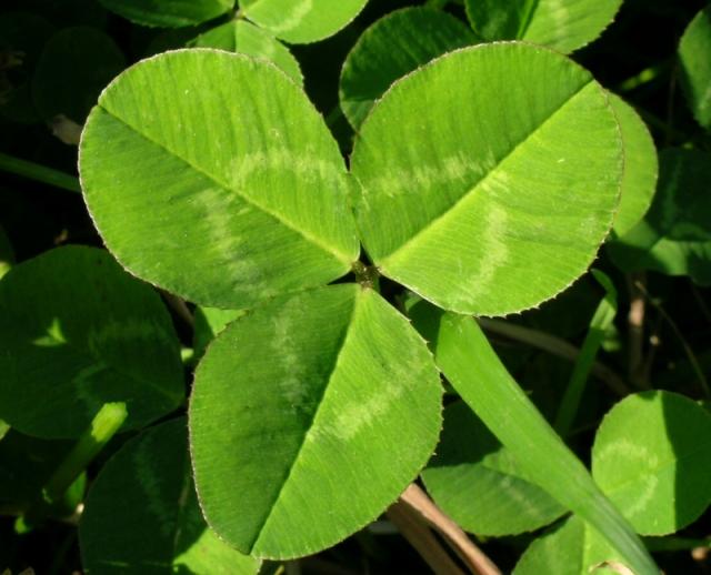 White clover (Trifolium repens), leaf Feedipedia