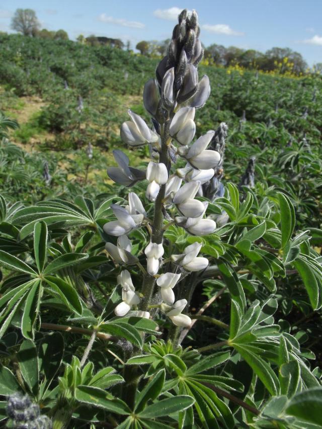 White lupin (Lupinus albus), inflorescence, France