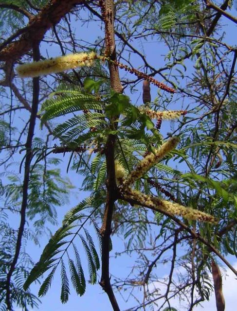 Monkey thorn (Acacia galpinii), leaves, flowers and pods, Zimbabwe