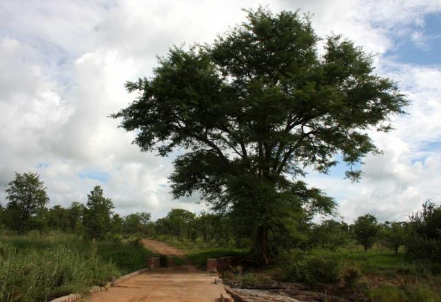 Monkey thorn (Acacia galpinii), habit, Zimbabwe