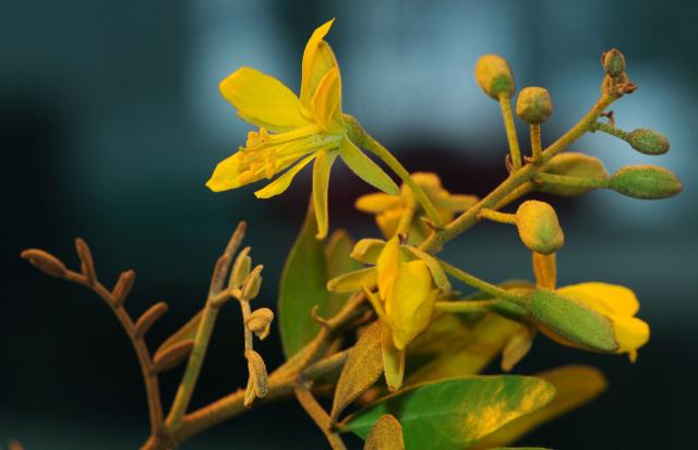 Yeheb (Cordeauxia edulis), flowers