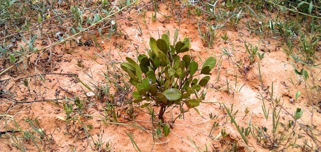 Yeheb (Cordeauxia edulis), plant