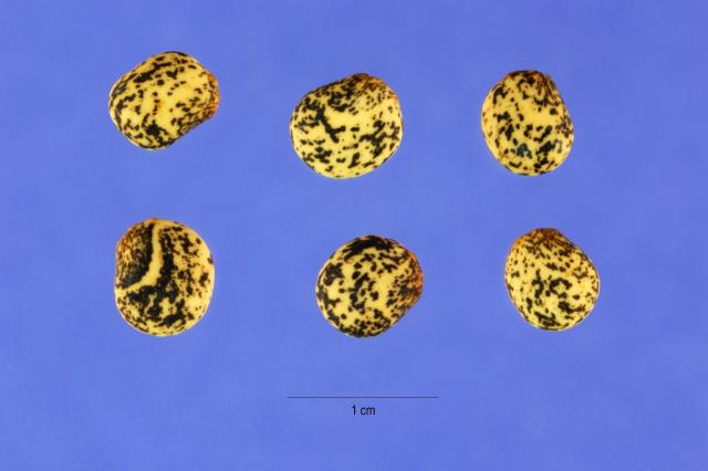 Yellow lupin (Lupinus luteus), seeds