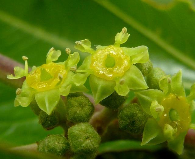 Buffalo thorn (Ziziphus mucronata), flowers, Pretoria, South-Africa