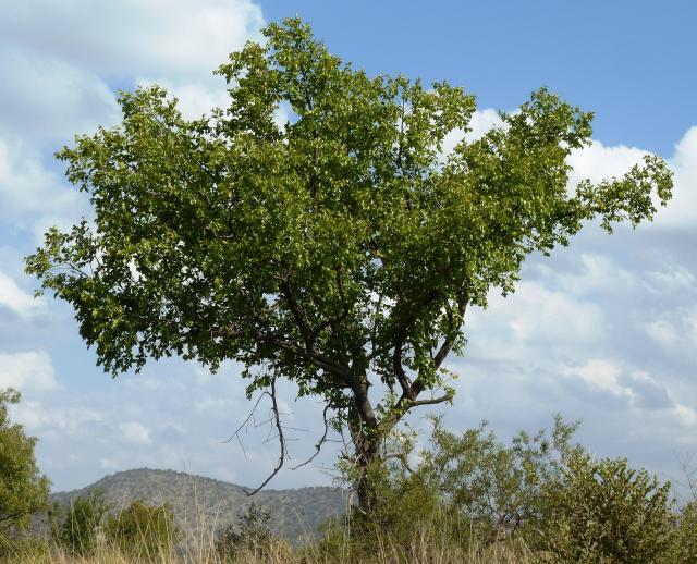 Buffalo thorn (Ziziphus mucronata), habit, Phalandingwe, Pelindaba, South Africa