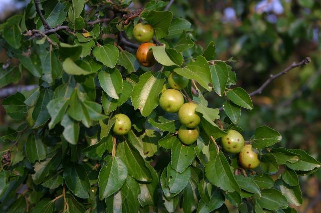 Buffalo thorn (Ziziphus mucronata), leaves and fruits, Magaliesberg, South Africa