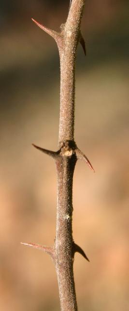 Buffalo thorn (Ziziphus mucronata) twigs with thorns, Magaliesberg, South Africa