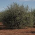 Huizache (Acacia farnesiana) habit