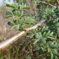 Black thorn (Acacia mellifera), branch, leaves and thorns, Pelindaba, South Africa