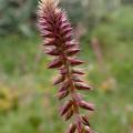 Achyranthes (Achyranthes aspera) inflorescence