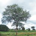 Albizia (Albizia amara) tree, India