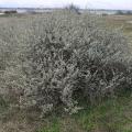 Saltbush habit (St Nazaire, France)