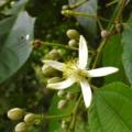 Biul (Grewia optiva) flower, Morni Hills, India
