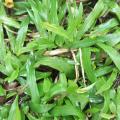 Para grass (Brachiaria mutica), habit