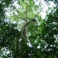 Breadnut tree (Brosimum alicastrum), habit, Belize