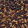 Pigeon pea (Cajanus cajan) seeds