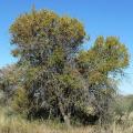 Red bush willow (Combretum apiculatum) habit