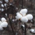 Cotton plant ready for harvest, Texas, 1996