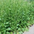 Crambe (Crambe abyssinica), habit