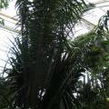 African palm oil (Elaeis guineensis), Kew Gardens, London