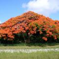 Flamboyant (Delonix regia) habit