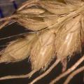 Cockspur grass (Echinochloa crus-galli), seeds on seed head