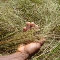 Fonio sheaf before threshing