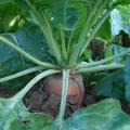 Beta vulgaris subsp. vulgaris var. crassa