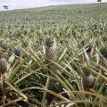 Pineapple (Ananas comosus) field, Ghana