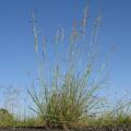 Common Thatching grass (Hyparrhenia hirta) habit