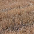 Wheat stubble