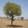 Prosopis (Prosopis cineraria) tree