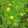 Black medic (Medicago lupulina), foliage and flowers