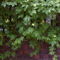 Bitter melon (Momordica charantia) climbing habit