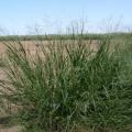 Coloured Guinea grass