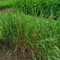 Timothy grass (Phleum pratense), habit, Germany
