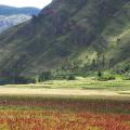 Quinoa (Chenopodium quinoa) field