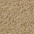 Sesame (Sesamum indicum) seeds
