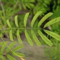 Acacia (Acacia brevispica) leaves