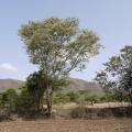 Black cutch (Acacia catechu), habit