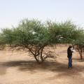 Black-hooked acacia (Senegalia laeta) community, Burkina Faso