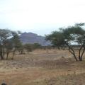 Babul (Acacia nilotica) tree, general habit, Morocco