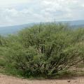 Acacia (Acacia oerfota) shrub