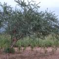 Gum arabic tree (Acacia senegal), habit, Burkina-Faso