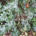 Acanthus (Acanthus mollis), leaves, Toulouse, France