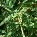 American jointvetch (Aeschynomene americana), foliage